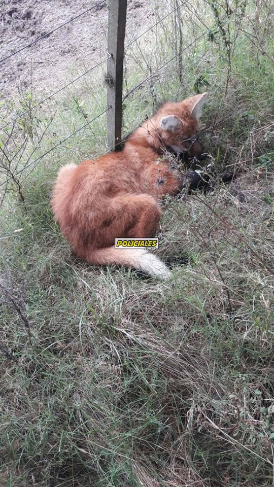 19731923_1576045459107528_8565410581307008714_n 19731923_1576045459107528_8565410581307008714_n