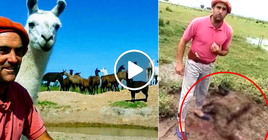 Llamas muertas por perros salvajes