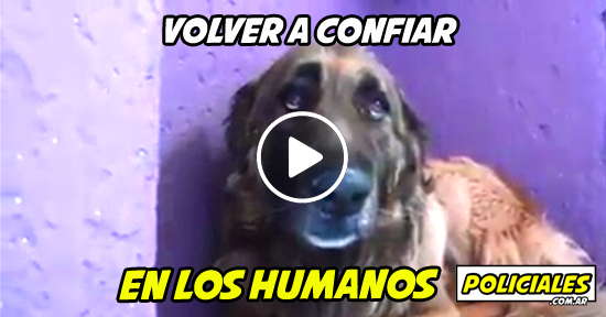 Perro sufre