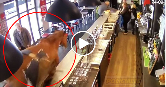 caballo entra a un bar en francia