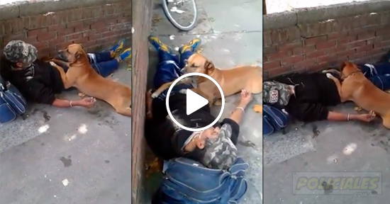 Perro cuida a hombre descompuesto