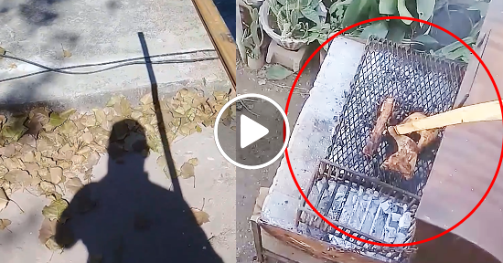 Robando Pollo al vecino