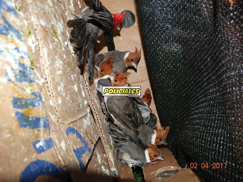 Secuestro-de-aves-en-Recreo-3