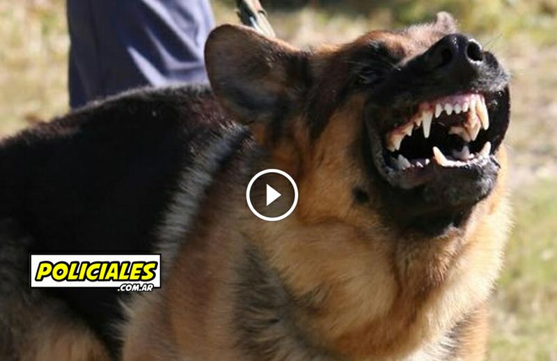 perro policía