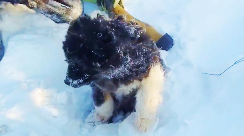 Perro Congelado