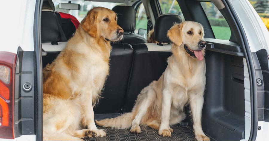 perros-viajan-maletero-cerrado