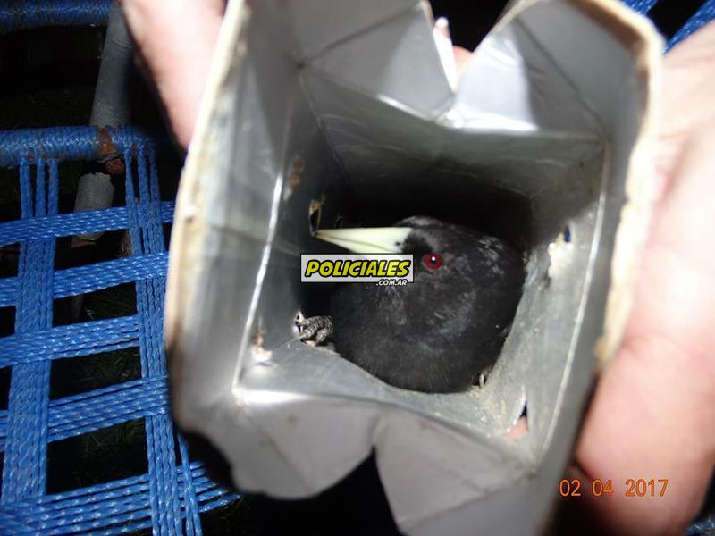 Secuestro-de-aves-en-Recreo-5