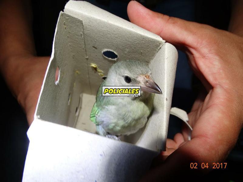 Secuestro-de-aves-en-Recreo-7