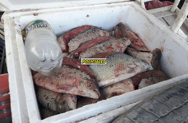 pescado
