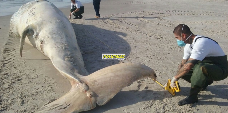 Ballena muerta