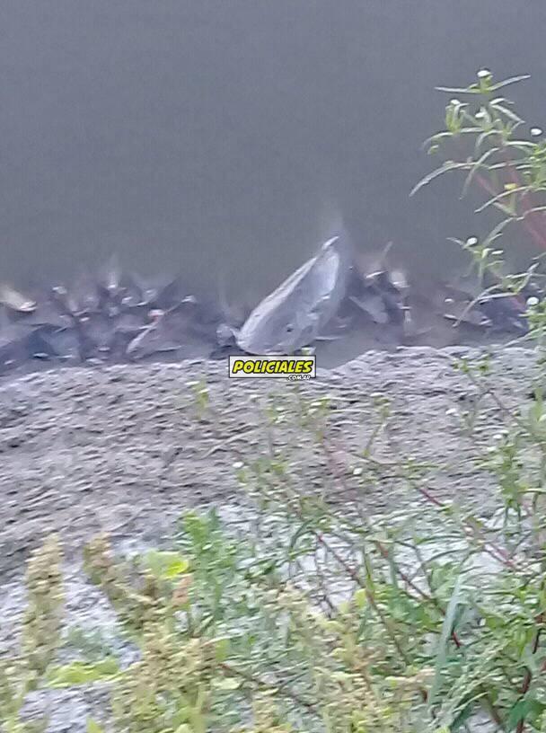 peces muertos en el salado