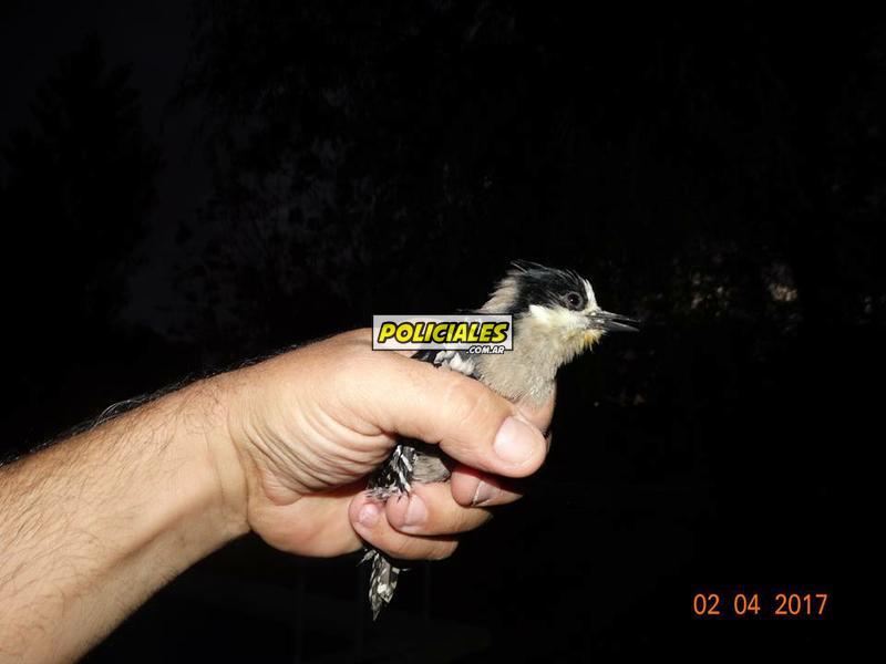 Secuestro-de-aves-en-Recreo-2