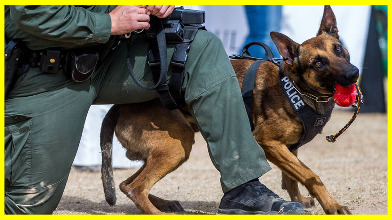 K9 EXTREME - Los mejores Perros policías del mundo👮♀️🐕👮