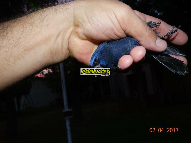 Secuestro-de-aves-en-Recreo-10