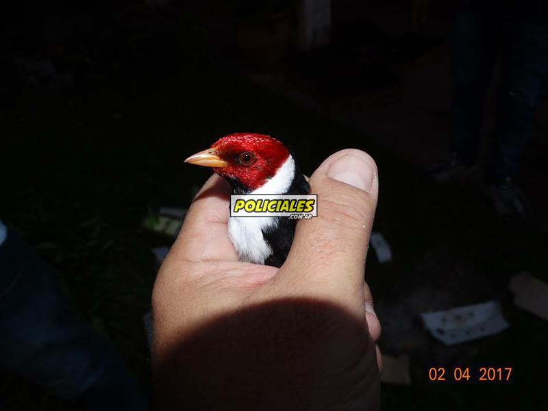 Secuestro-de-aves-en-Recreo-9